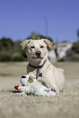 Lamb Chop pack de 3, conjunto para compartir con tu perro
