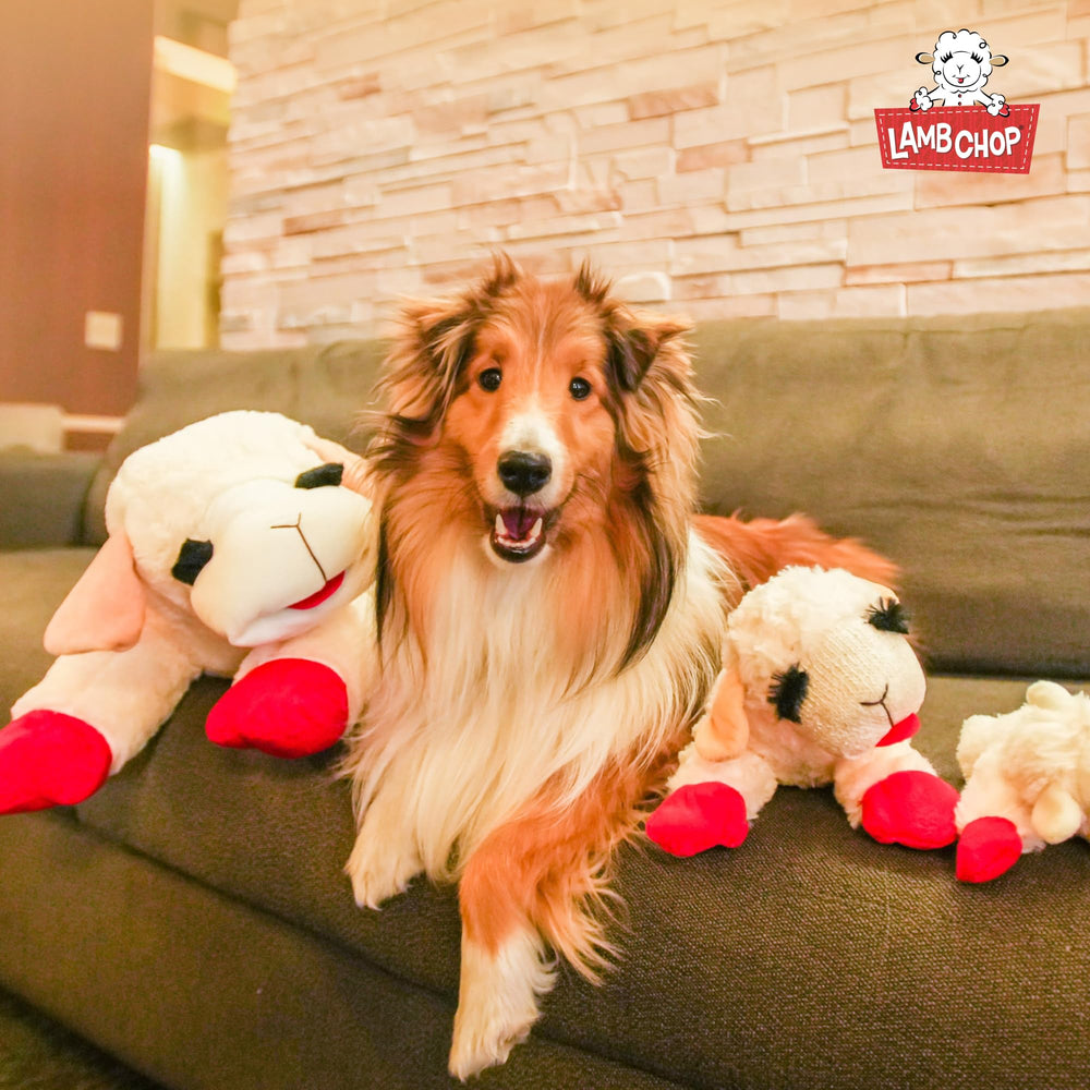 Compañero de juego Multipet Lamb Chop para casa y parque.