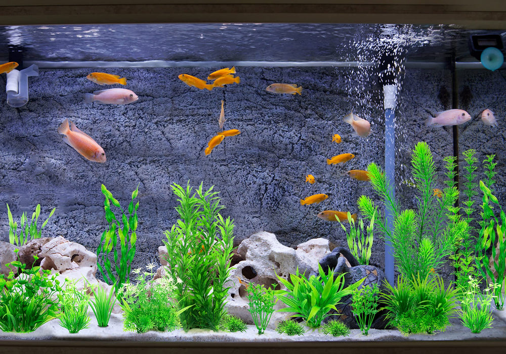 MyLifeUNIT decoración de acuario natural, sin complicaciones de mantenimiento.