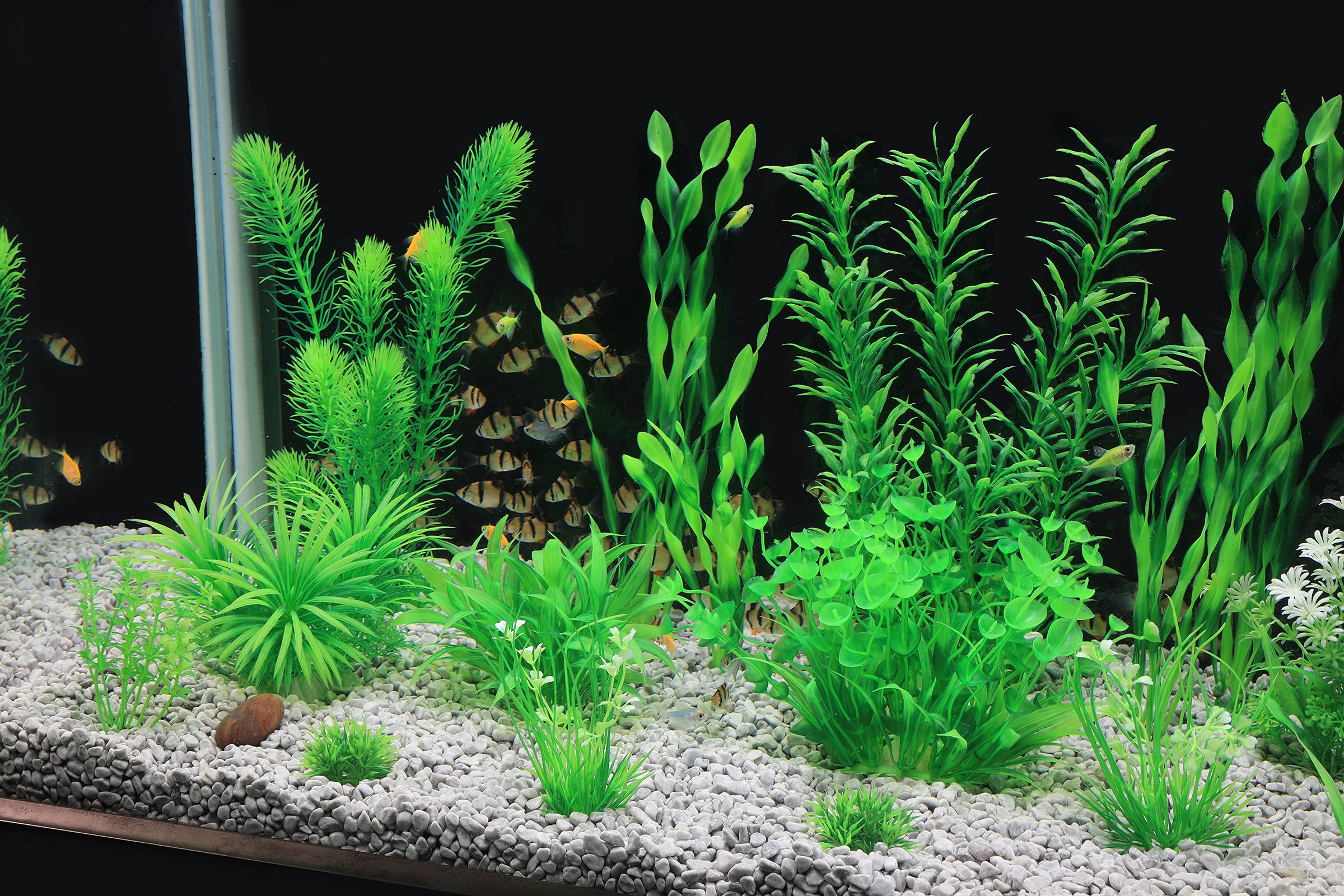MyLifeUNIT plantas de varios tamaños facilitan composición en acuarios.