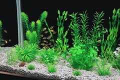 MyLifeUNIT plantas de varios tamaños facilitan composición en acuarios.