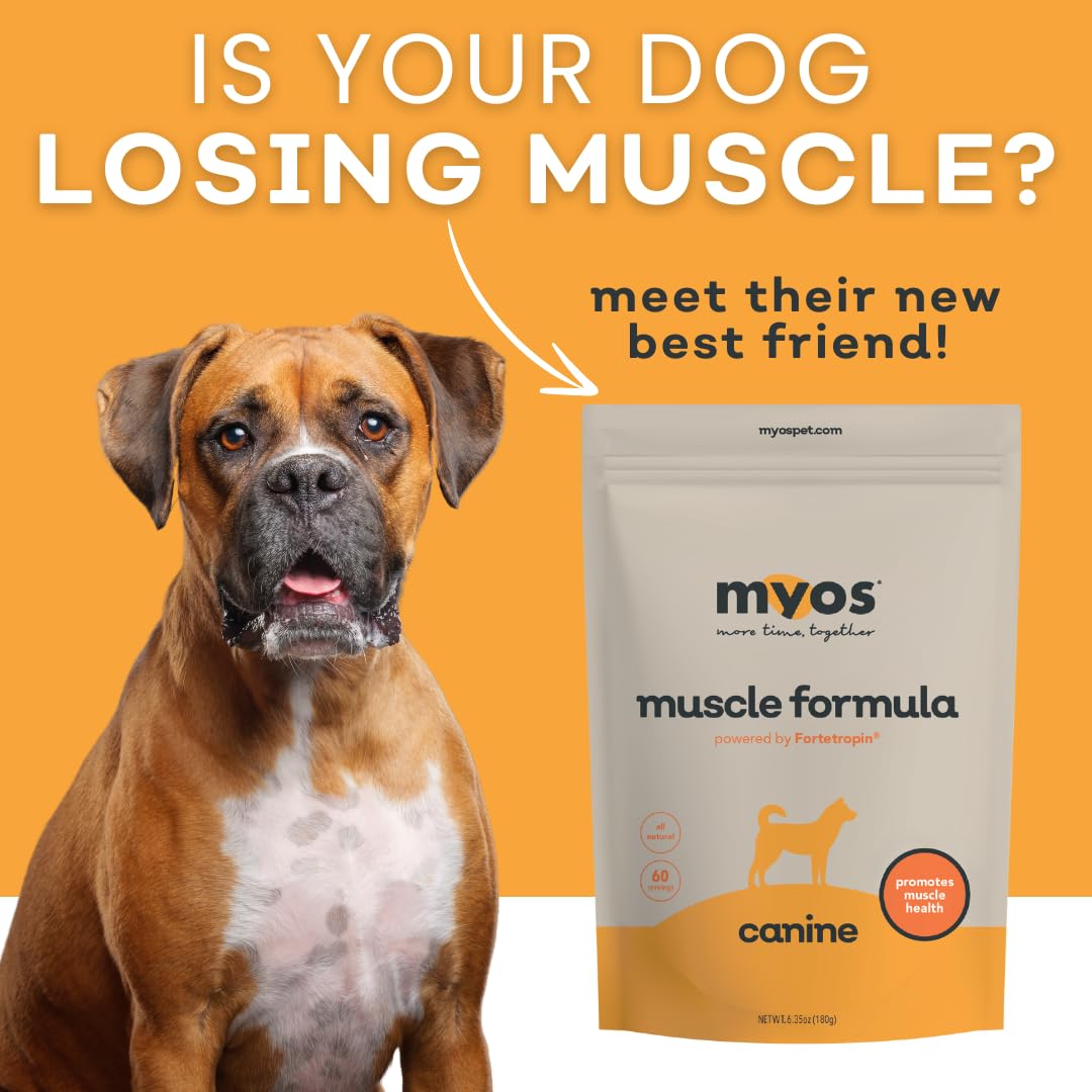 Perro senior en movimiento gracias a MYOS Canine Muscle Formula.