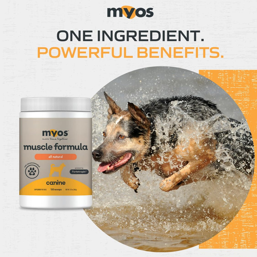 MYOS Canine Muscle Formula apoyo en recuperación tras cirugía