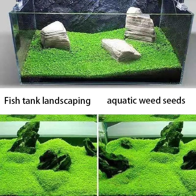 Mysteryhigh plantas de acuario, hierba con motivo corazón para un acuario tierno.