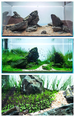 Mysteryhigh plantas de acuario, hojas grandes para un paisaje submarino más denso.