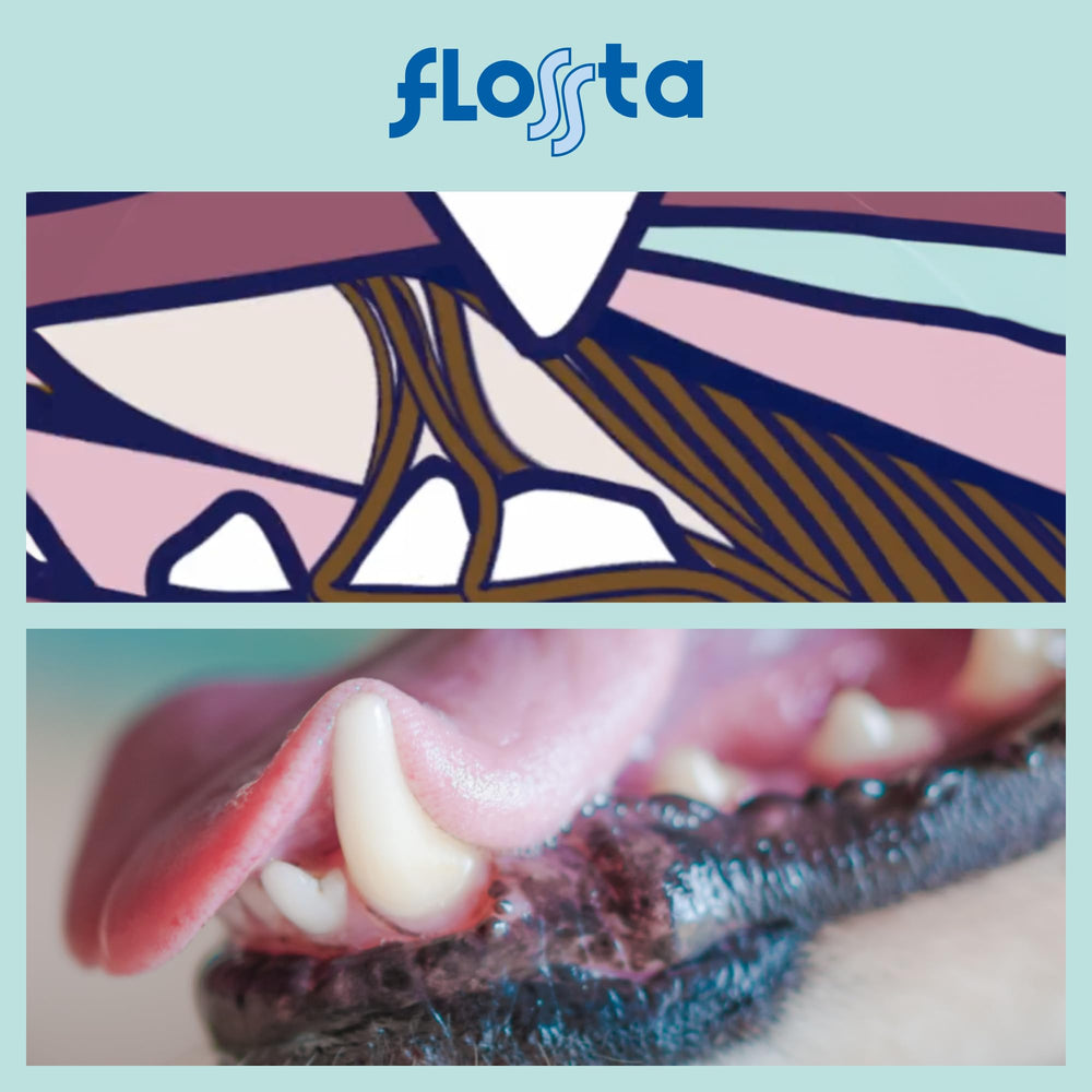 N-Bone Flossta Apto adultos, cuidado dental diario.