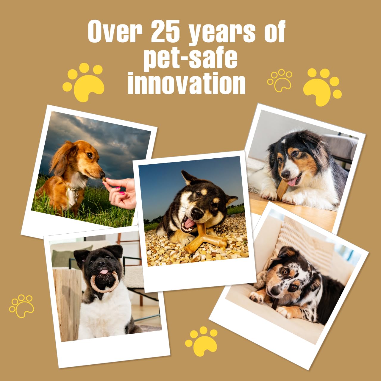 N-Bone Quado entretenimiento para perrito: mantiene ocupado durante las sesiones.