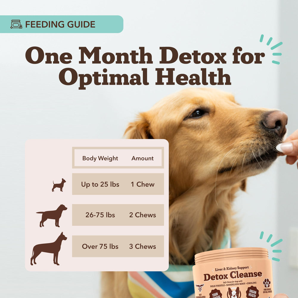 Natural Dog Company curcuma: ayuda potencial para movilidad y bienestar