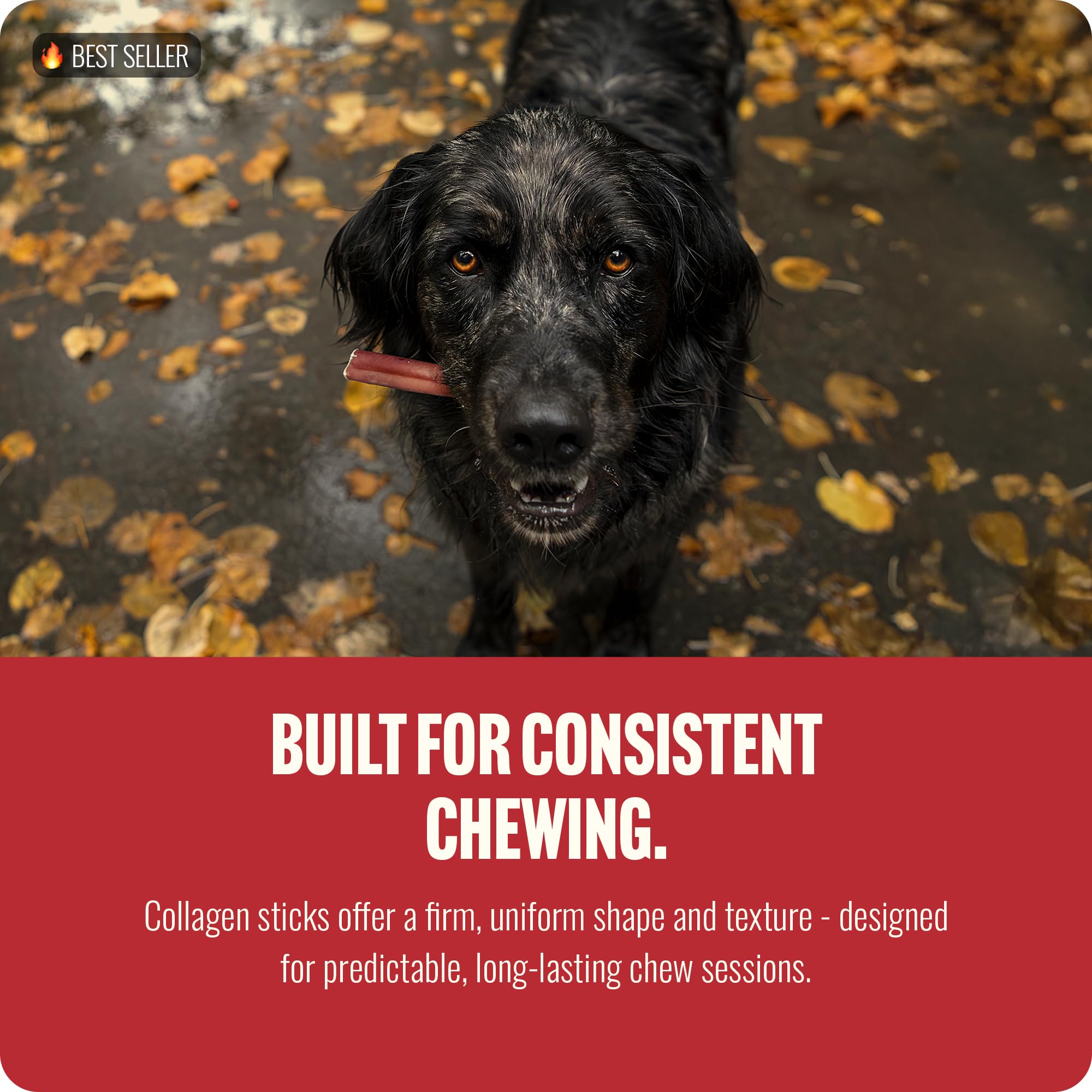 Natural Farm aporta energía y movilidad para perros activos