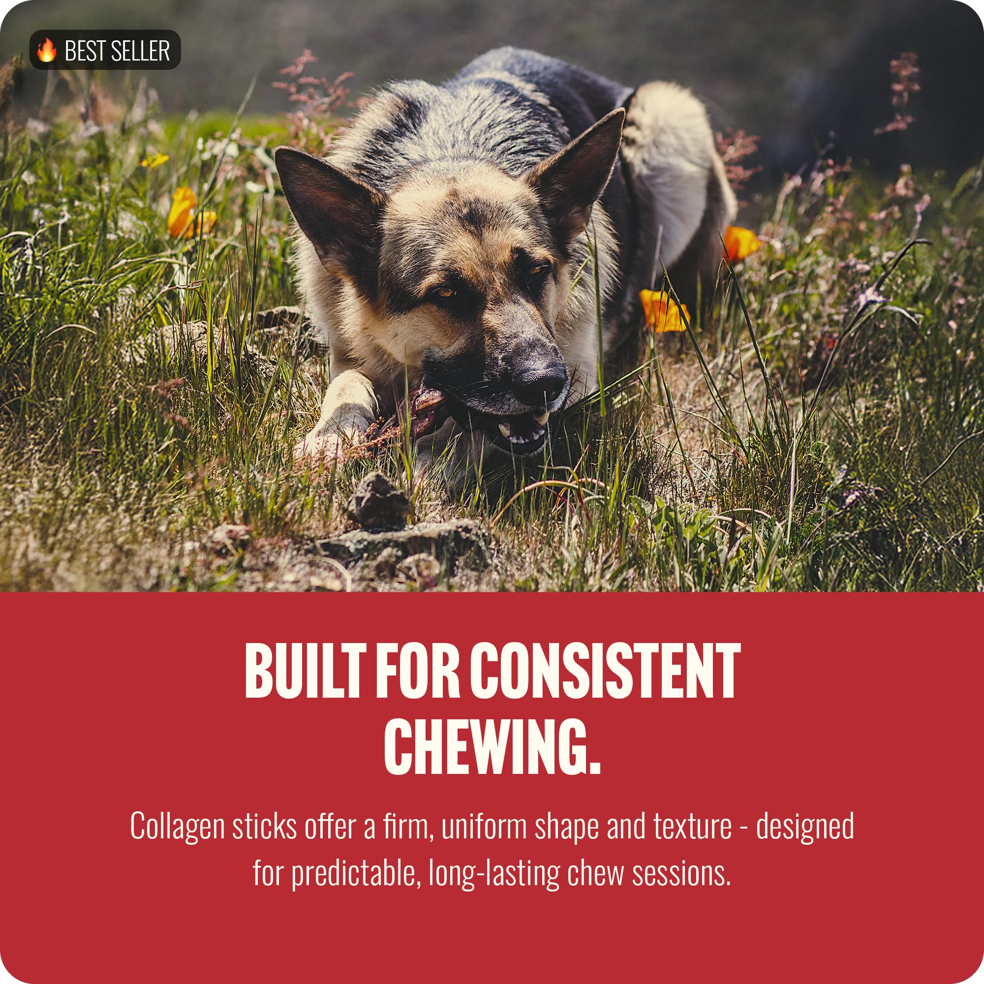 Natural Farm aporta proteína extra y masticación para perros activos