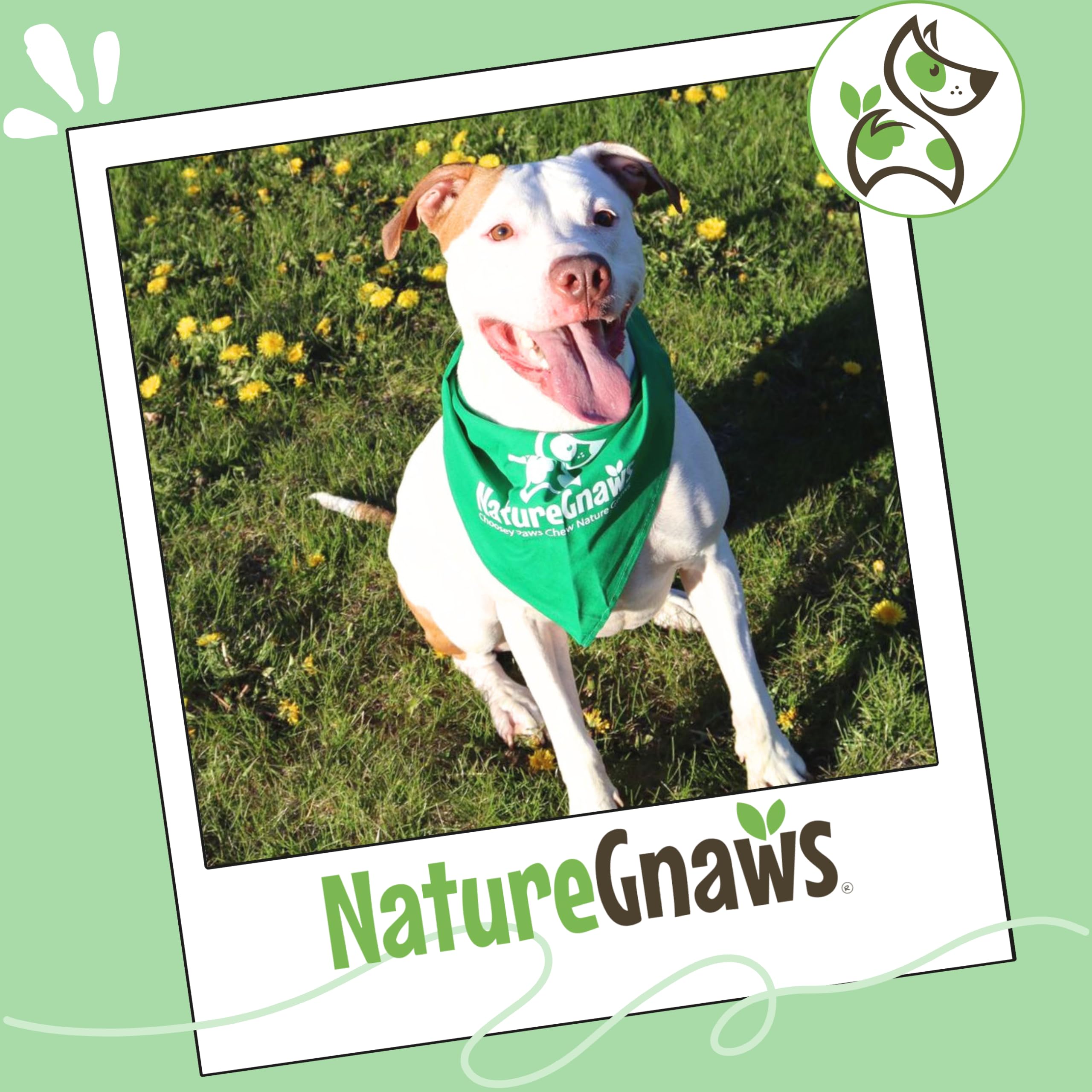 Nature Gnaws alimento dental natural, palitos trenzados para perro.