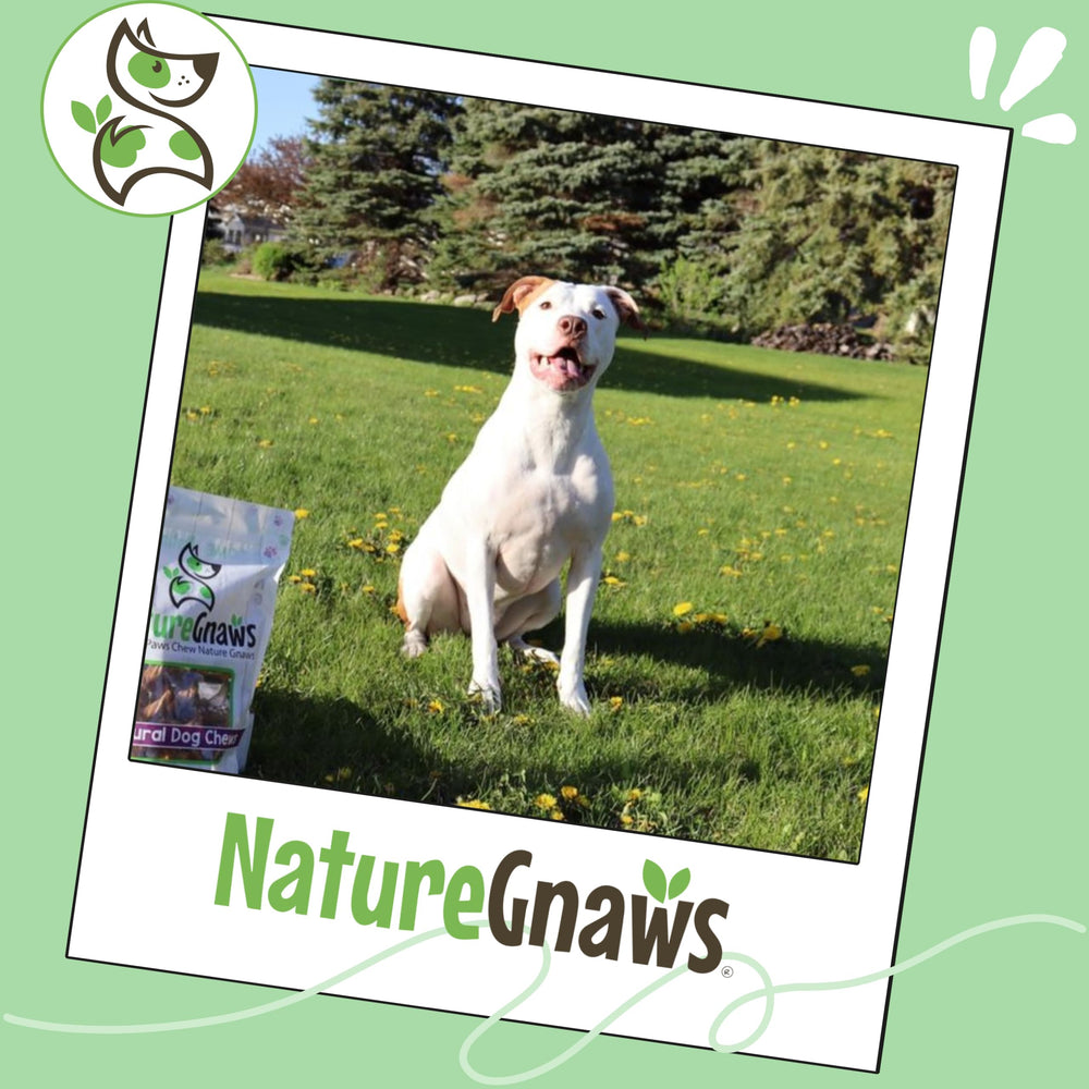 Nature Gnaws Bully Barra sin gluten para dietas sensibles