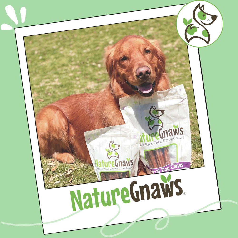 Nature Gnaws Bully Stick ideal como recompensa lenta en juegos y entrenamiento.