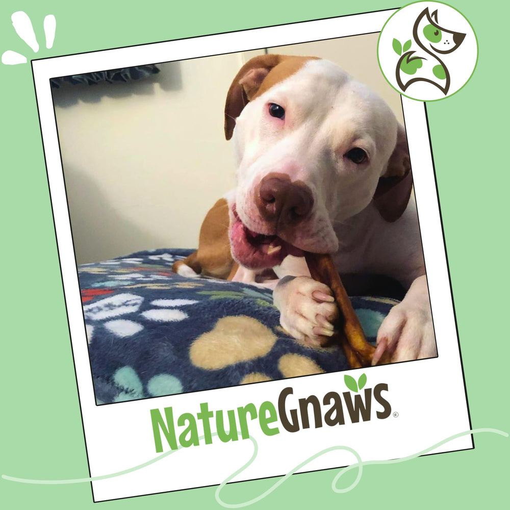 Nature Gnaws Bully Barra de uso diario para perros activos