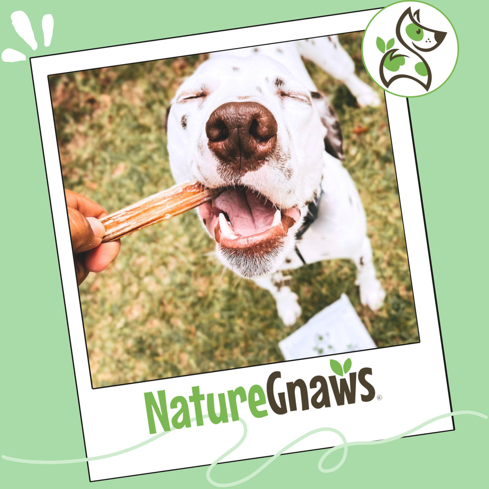 Nature Gnaws Bully Sticks sin aditivos para una opción natural
