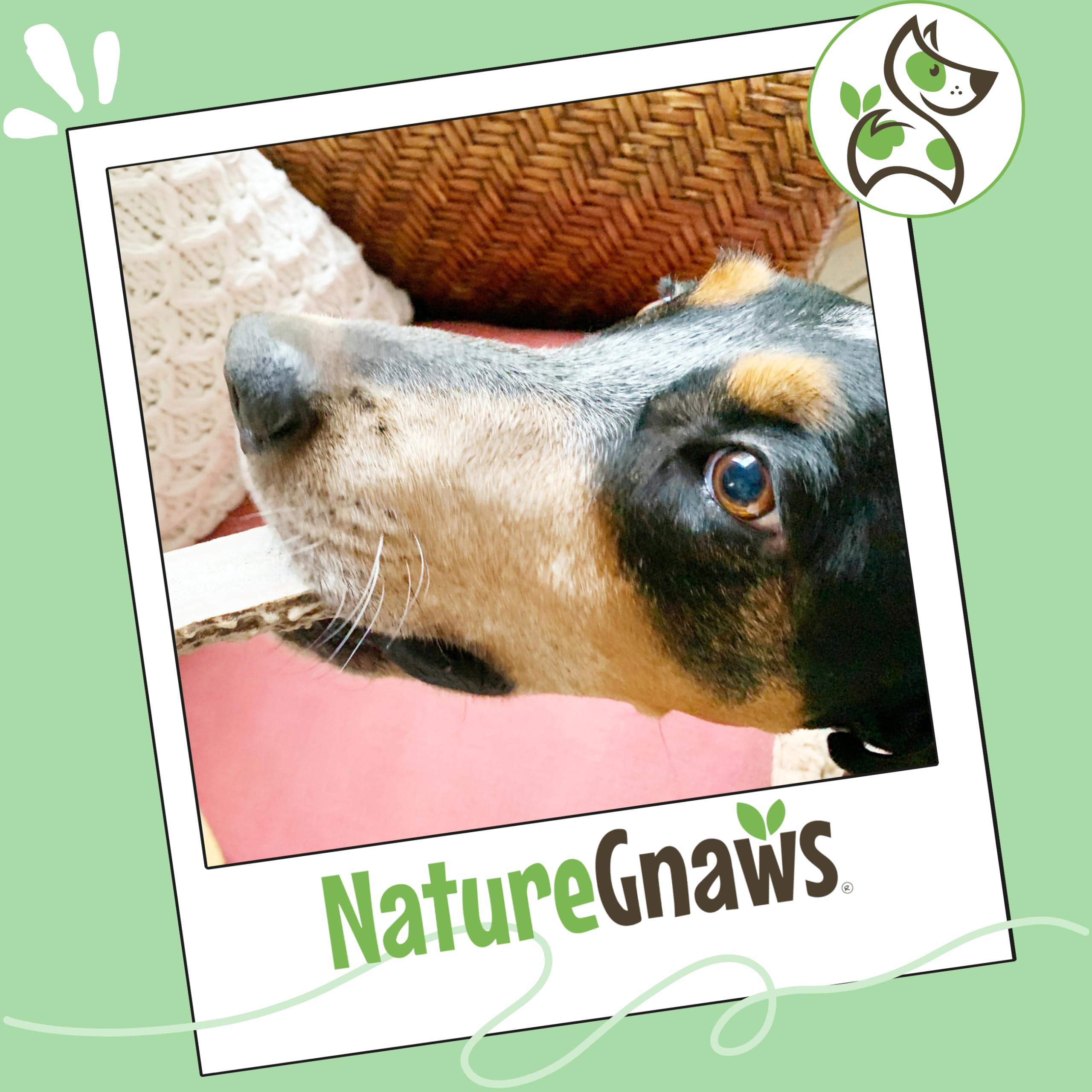 Nature Gnaws cuernos de ciervo para perros pequeños y medianos, mezcla duradera