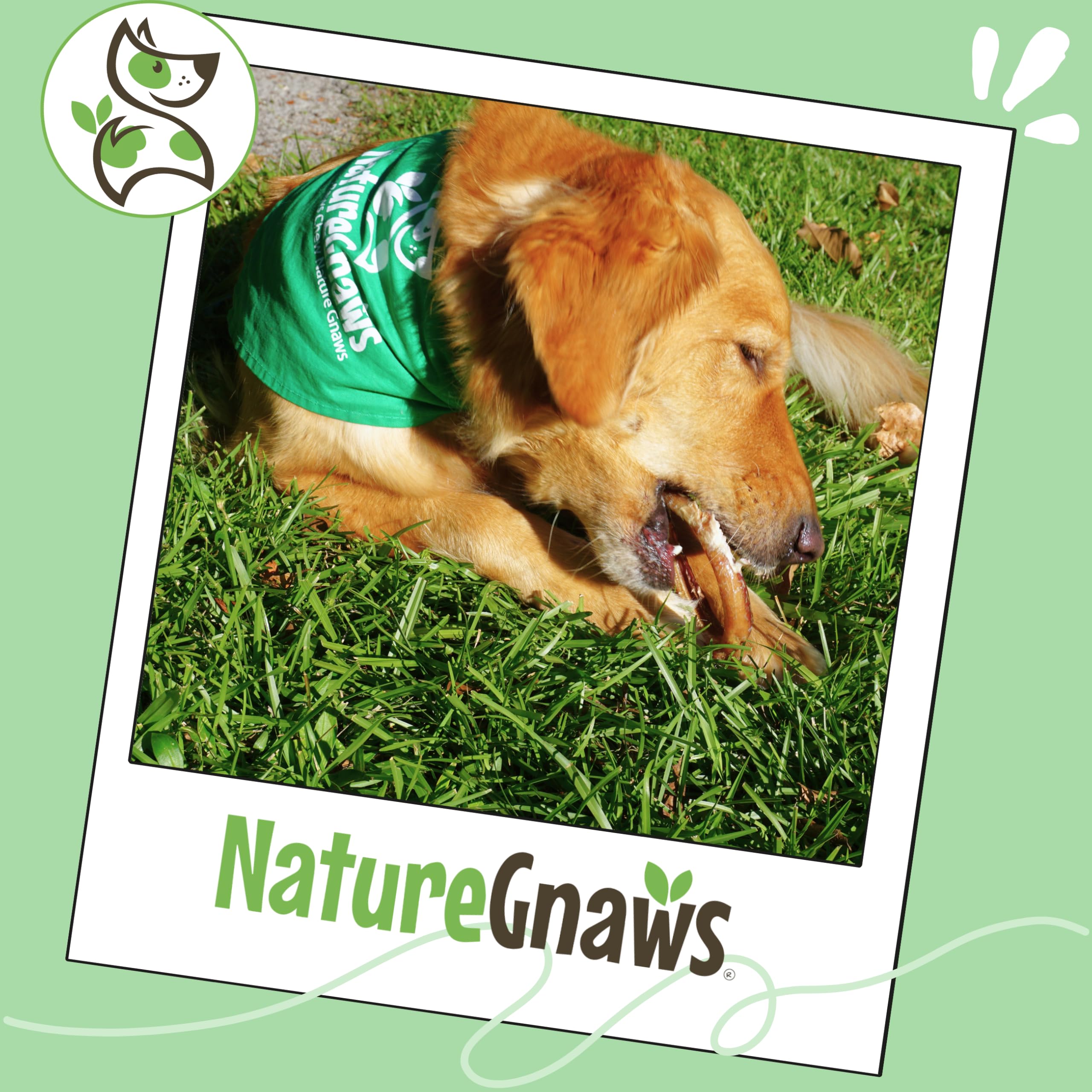 Nature Gnaws Bully Ring con sabor a res: delicioso y fácil de digerir.