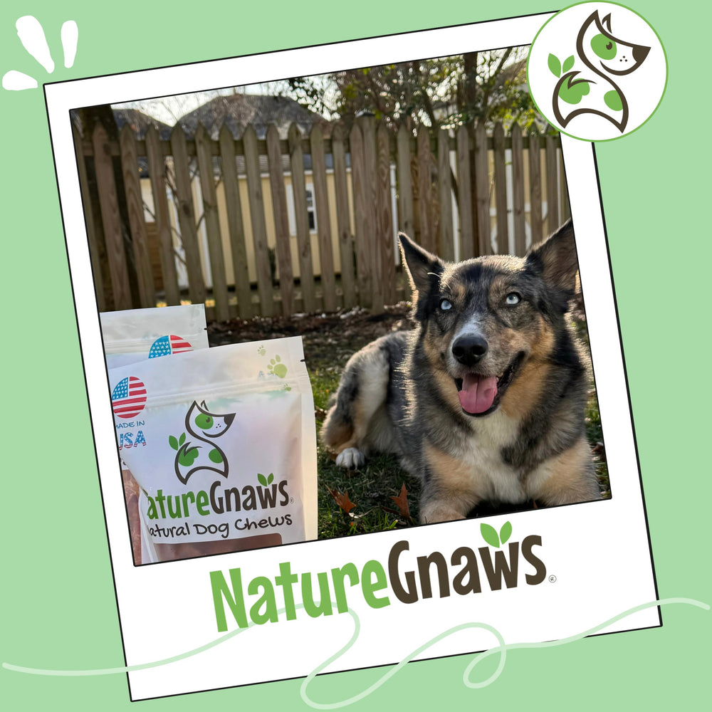 Nature Gnaws Golosina crujiente Tendón Pavo: snack duradero para mascotas tranquilas.