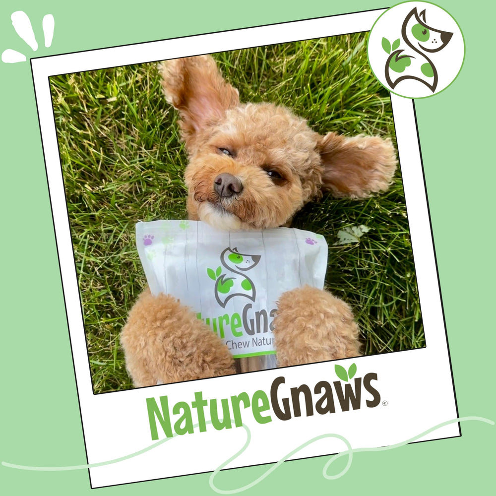 Nature Gnaws ingredientes naturales destacados para masticar con confianza.
