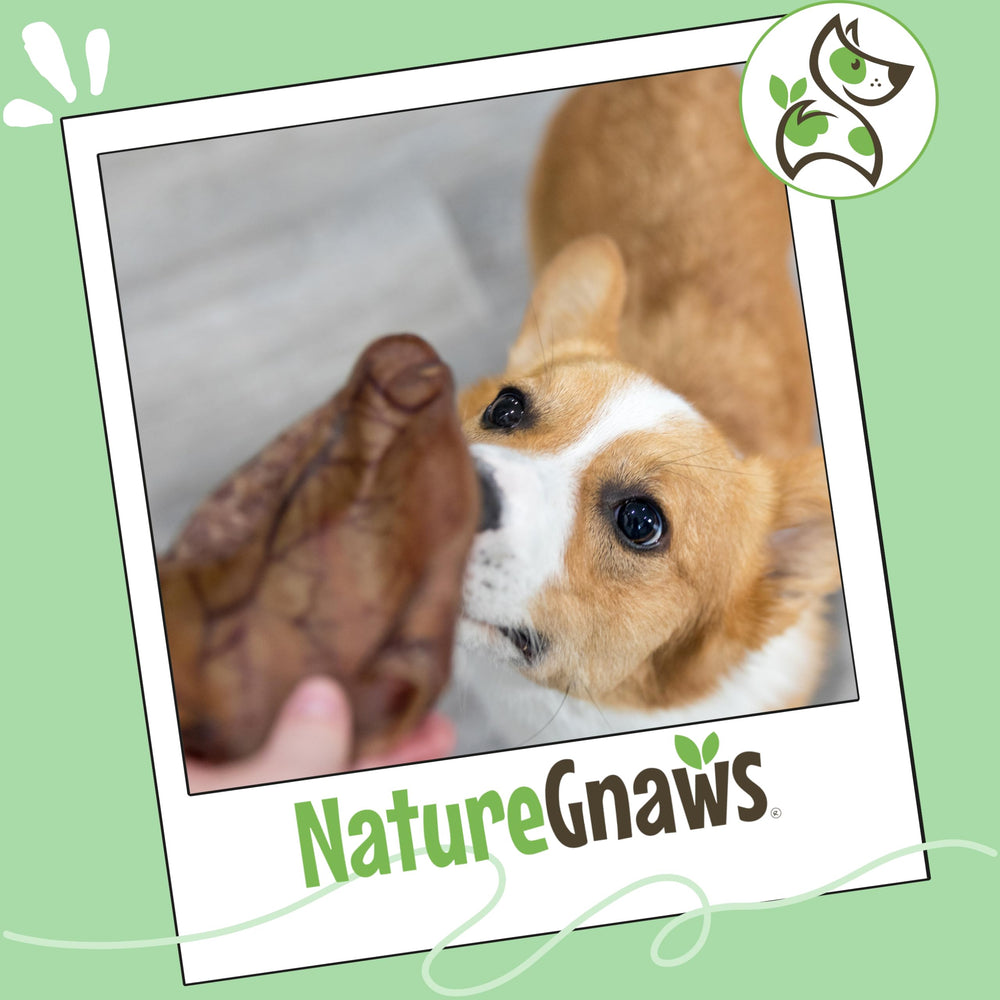 Paquete Nature Gnaws de 15 orejas de cerdo para perros grandes.