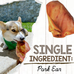 Nature Gnaws orejas de cerdo para perros: textura gruesa que mantiene una masticación larga y satisfactoria.