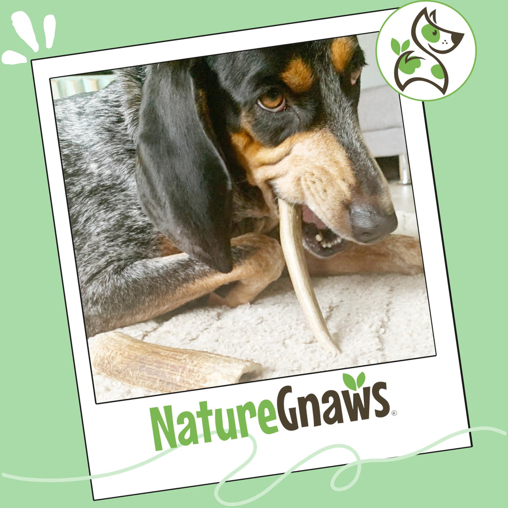 Nature Gnaws: origen natural de las astas, caídas naturales