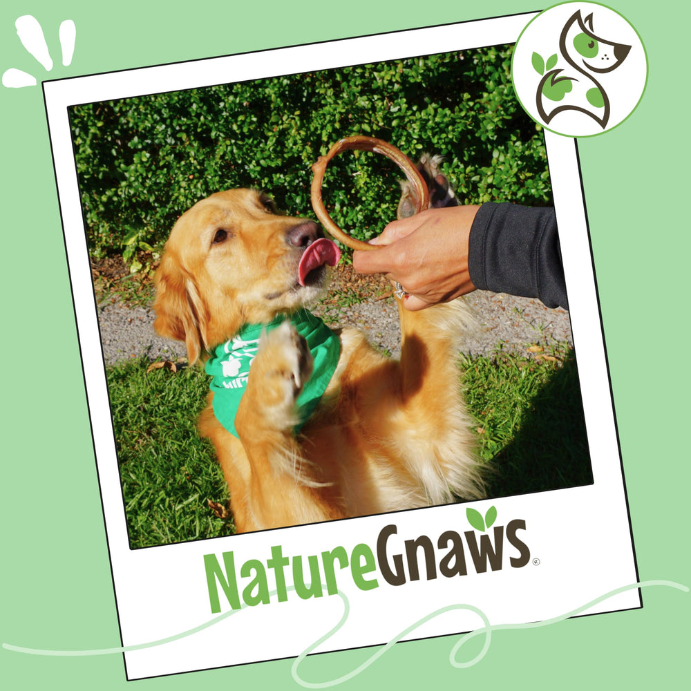 Nature Gnaws Bully Ring para perros pequeños y medianos: ideal para horas de juego.