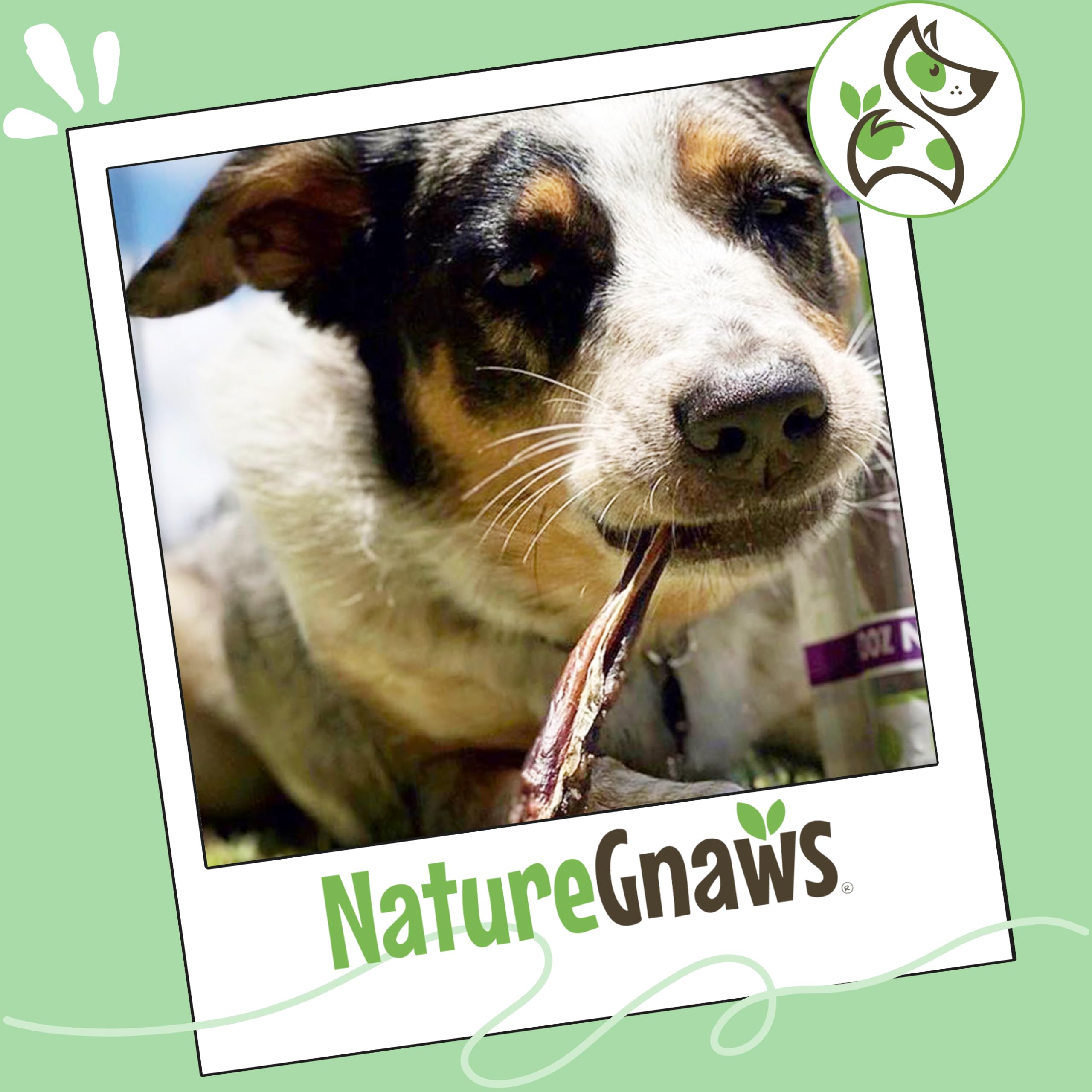 Nature Gnaws palitos bully cerdo dientes naturales, ayuda a higiene bucal