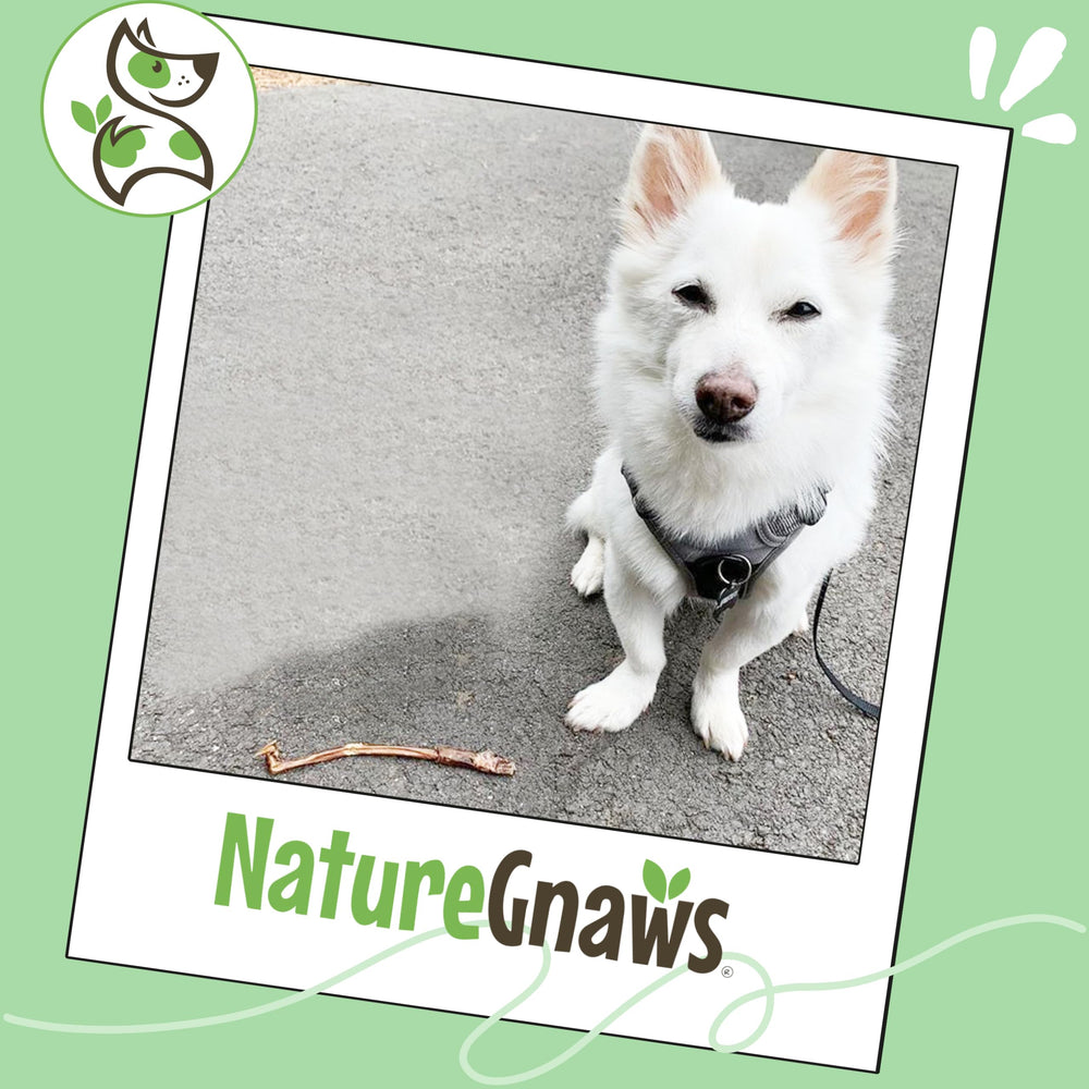 Nature Gnaws palitos bully cerdo sin gluten, opción natural para perros
