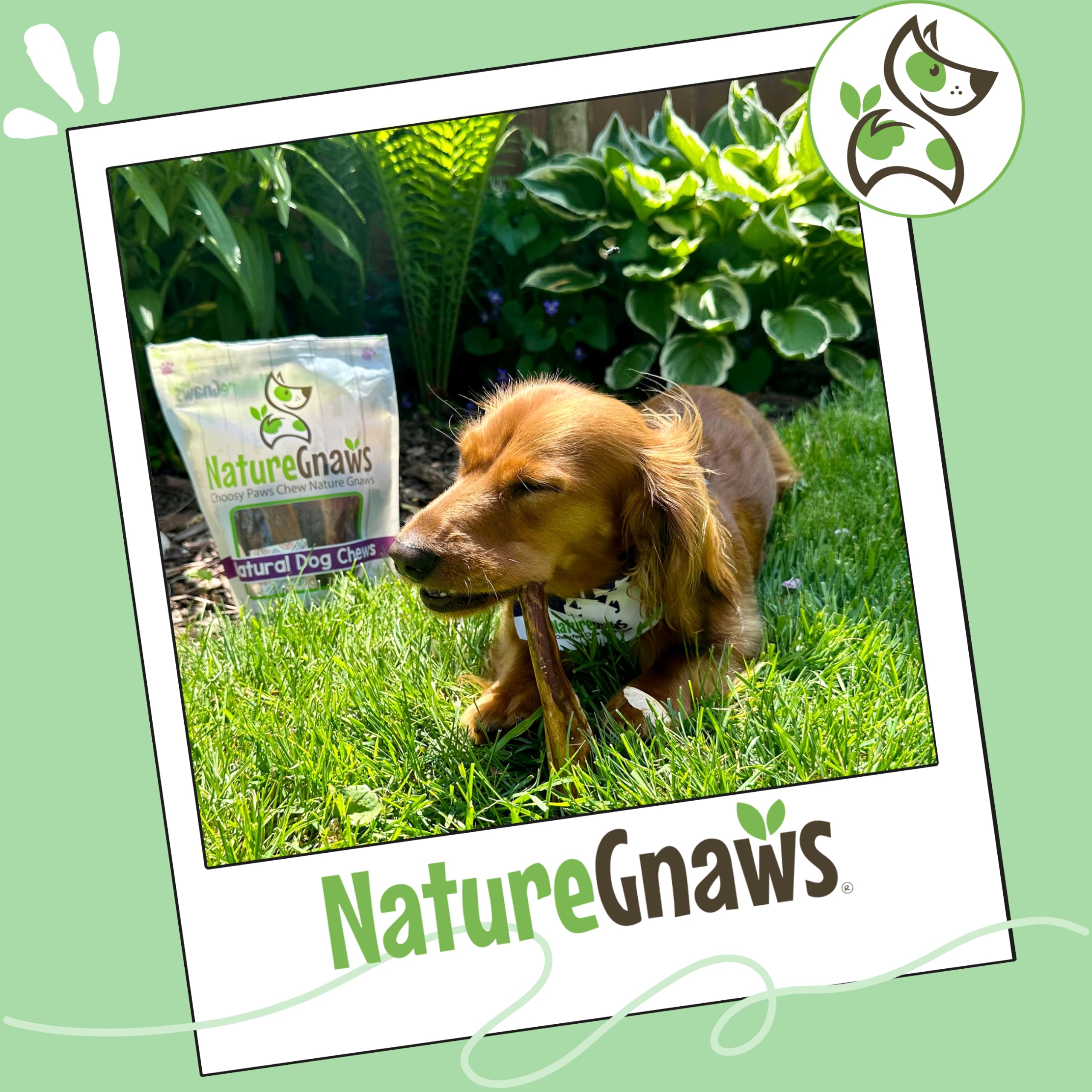 Nature Gnaws palitos bully para perros mayores, masticación suave y estimulante.