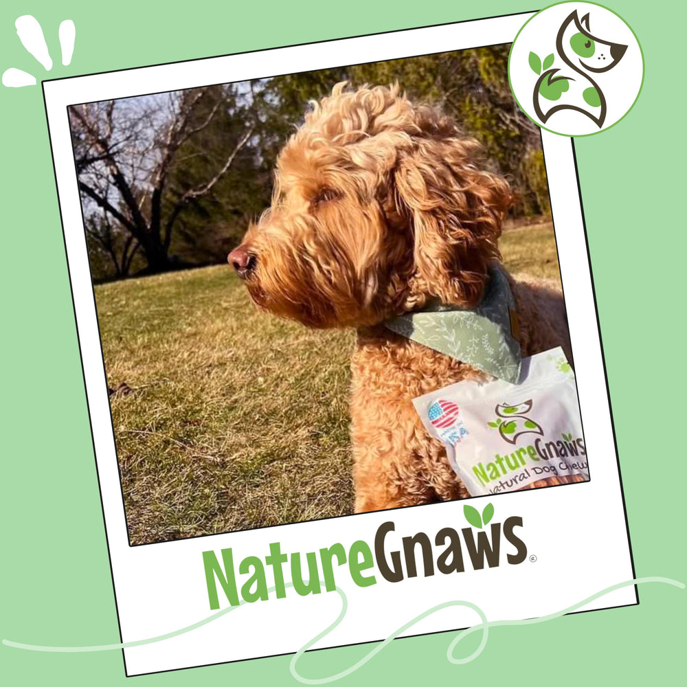 Perro disfruta de la textura natural y aroma del tendón Nature Gnaws.