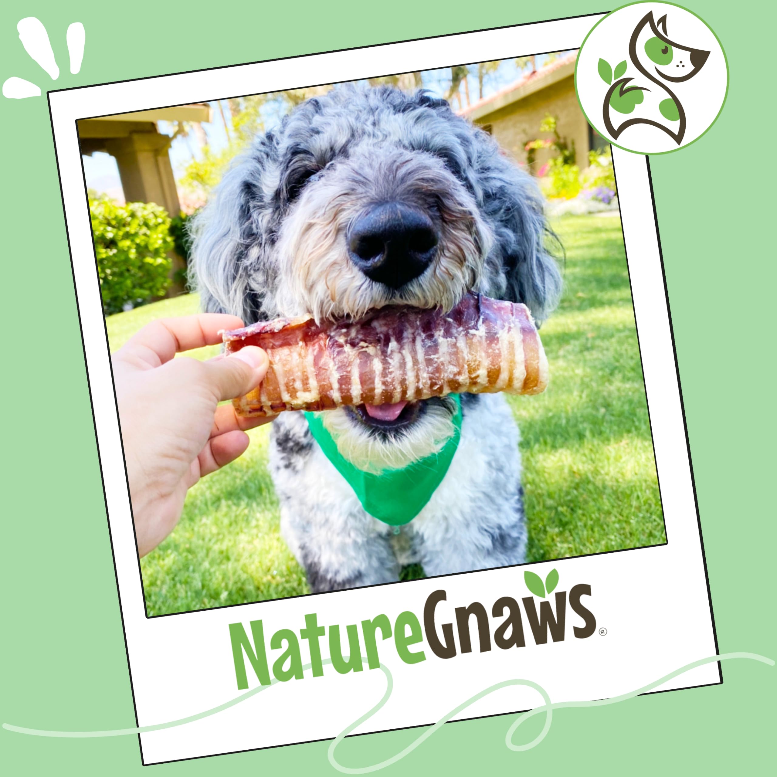Nature Gnaws trachée de boeuf pour chiens, saveur naturelle appréciée par les chiens.