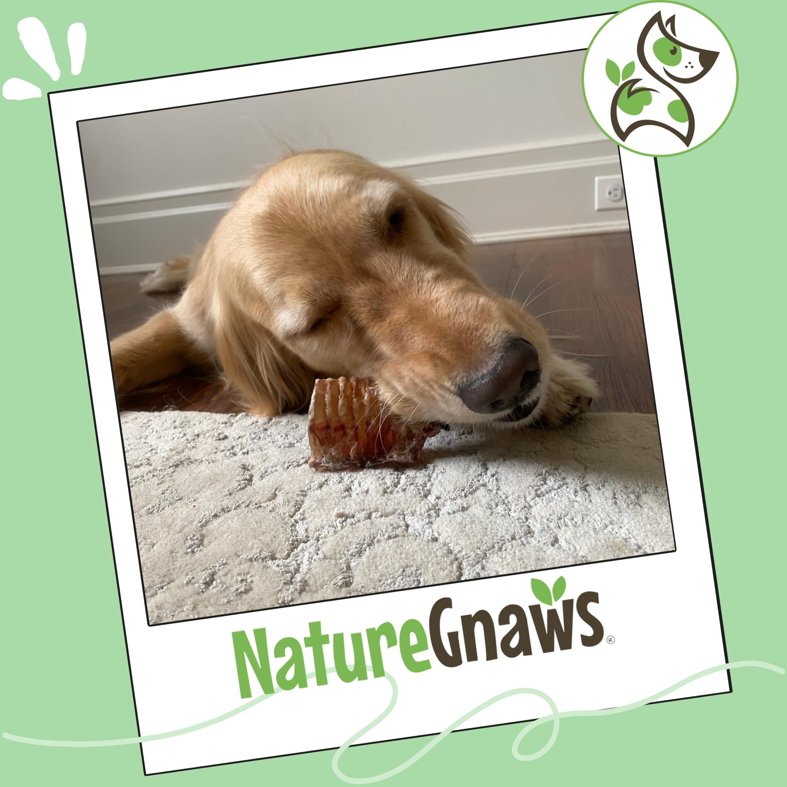 Emballage Nature Gnaws durable et responsable, sans cuir.