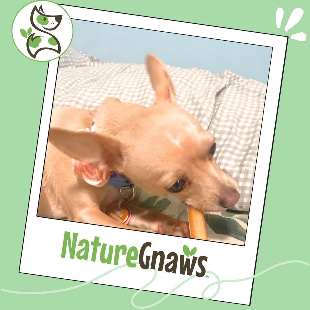 Nature Gnaws trozos bully sabor carne, ideal como premio sabroso.