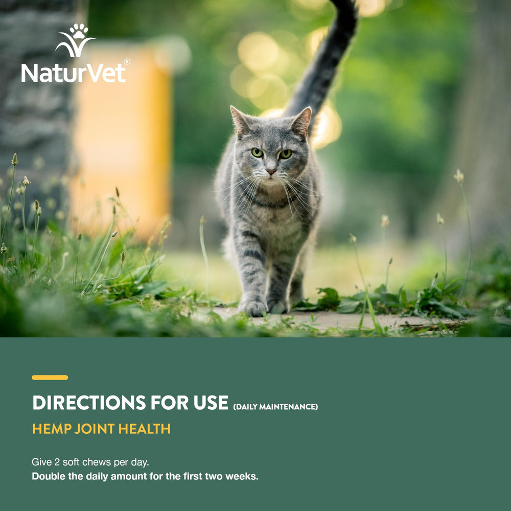 Gato en vida diaria activa gracias a NaturVet Articulación