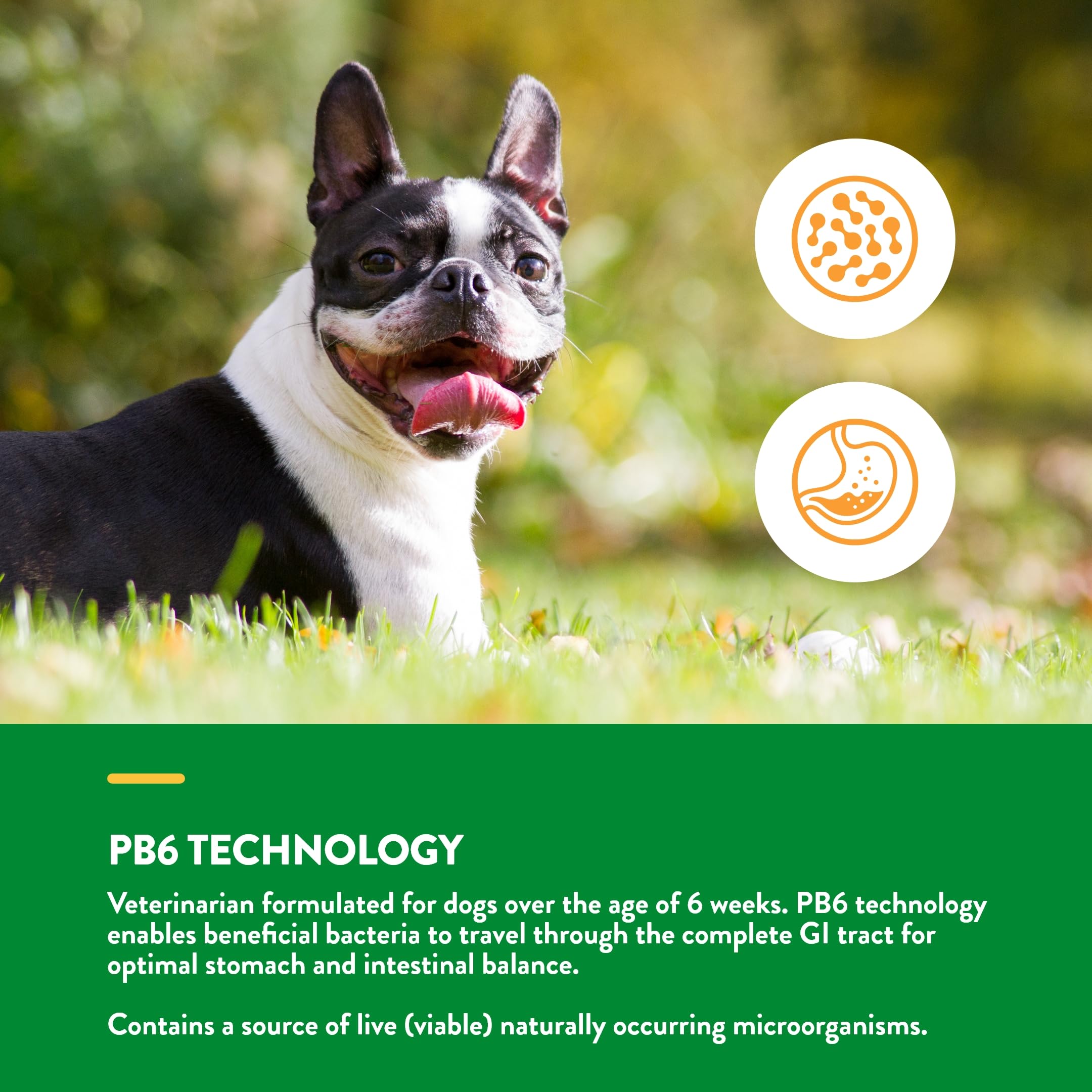 NaturVet probióticos con amilasa, lipasa y proteasa para equilibrio intestinal.