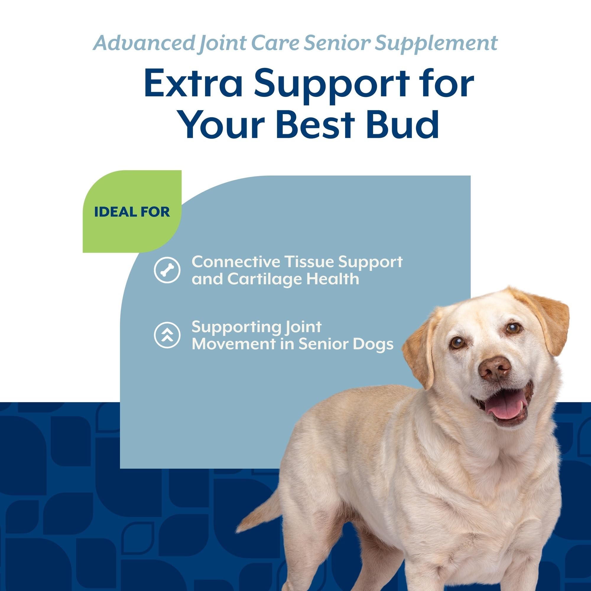 Perro adulto con NaturVet Senior Advanced Joint Health en posición de descanso activo