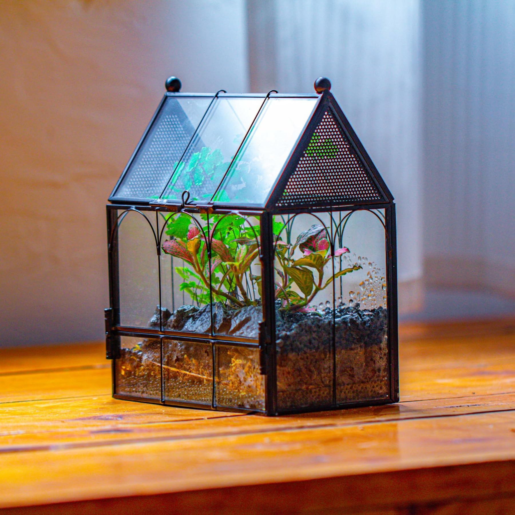 NCYP terrario para uso en casa, ideal para decoración y exhibición.