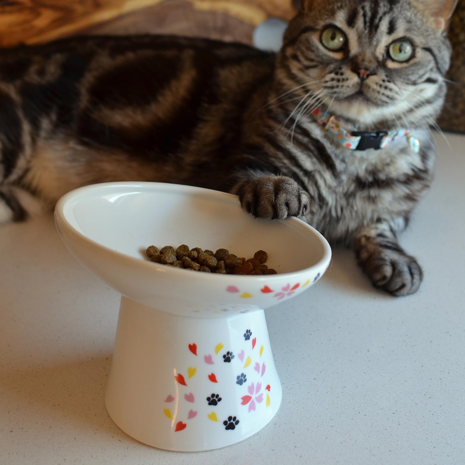 Necoichi ideal para gatos de interior o gatitos grandes