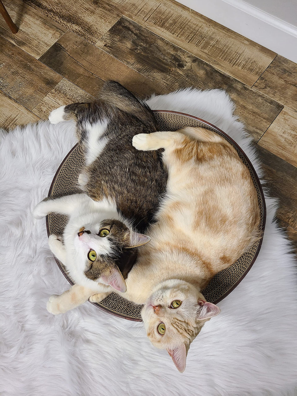 Tazón rasca-gatos Necoichi diseño interior para felinos curiosos.