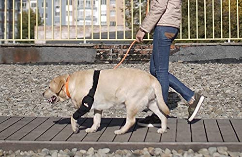 NeoAlly protector codo perro duradero para uso diario y prevención de irritaciones.
