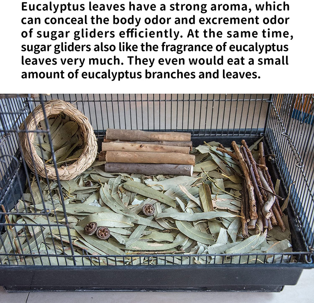 NEOUZA sugar glider, paquete de hojas de eucalipto de 200 g para cama y masticación.
