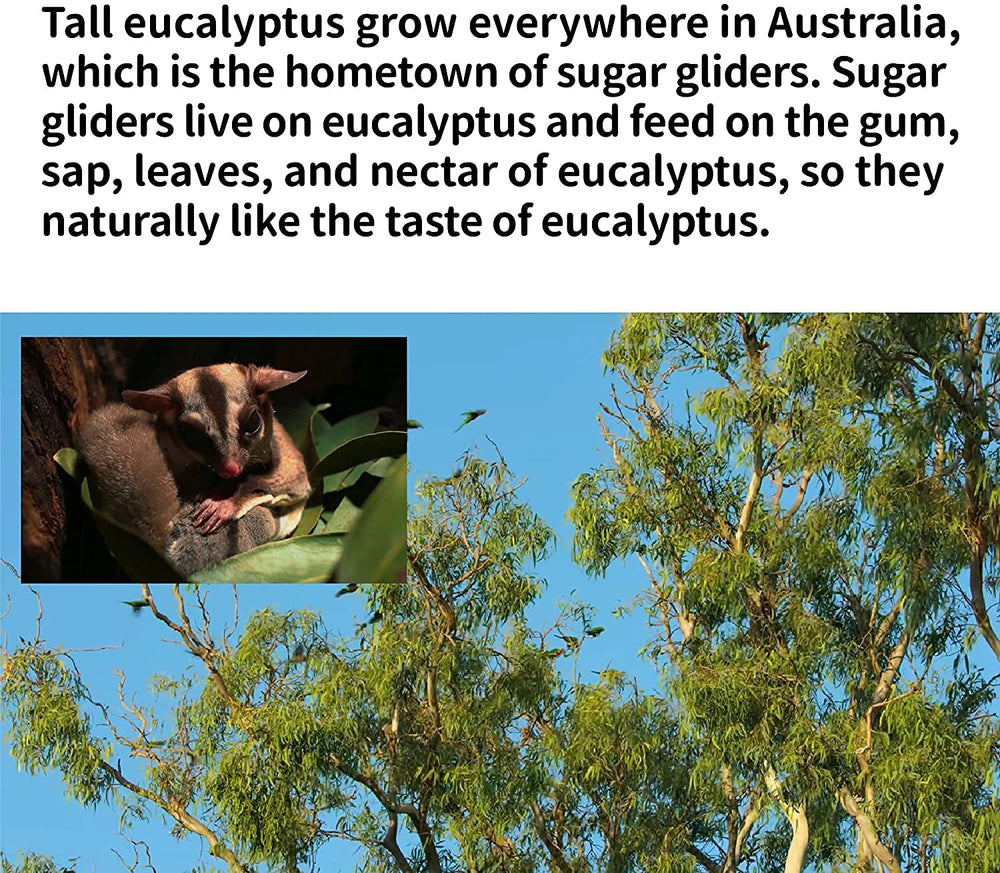 NEOUZA sugar glider, ramas de eucalipto para mordedores y estímulo natural.