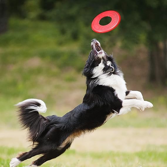 Nerf Dog Atomic Flyer — loisir en plein air adapté aux chiens moyens et grands