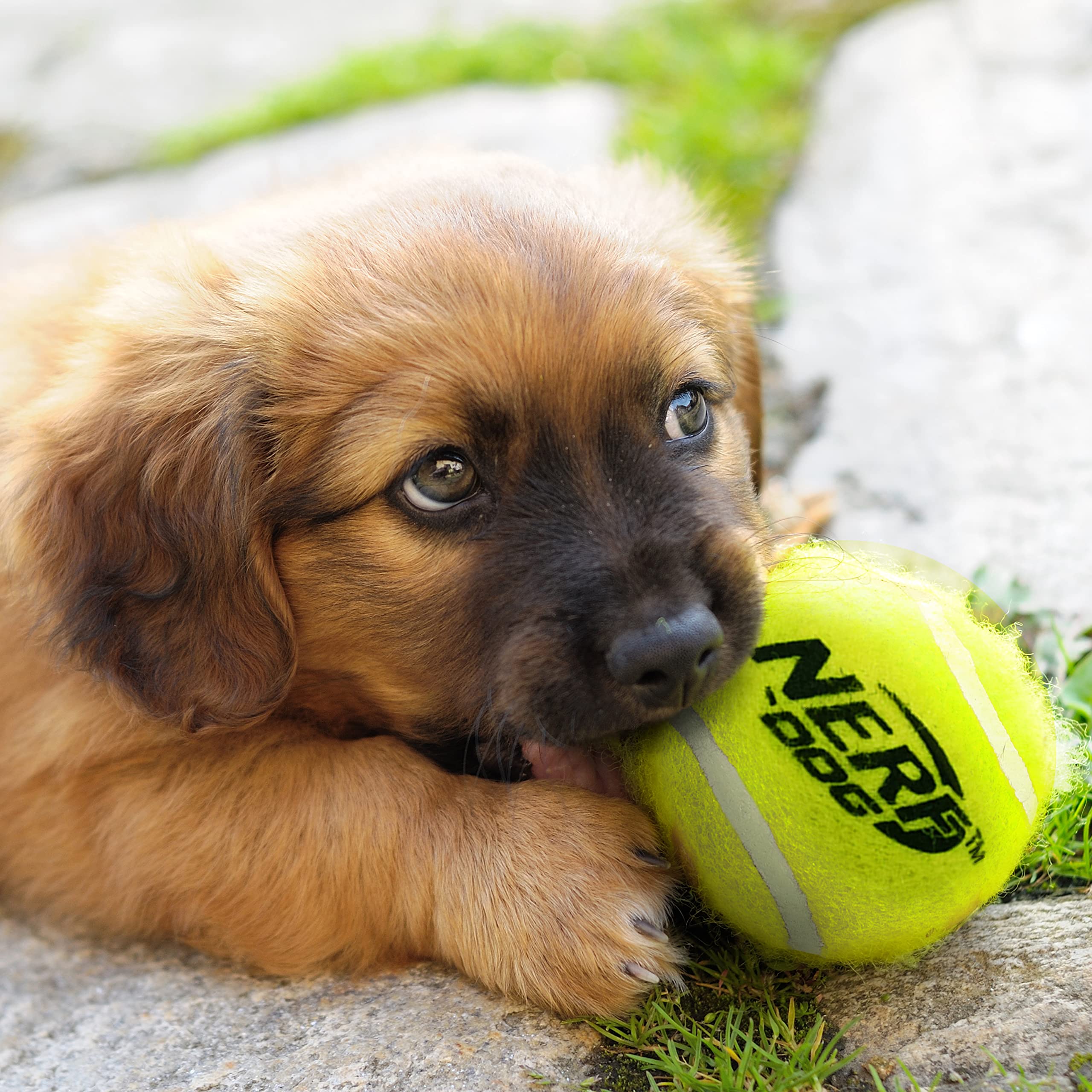 Nerf Dog juguetes-multicolor facilita juegos para todas las razas y tamaños