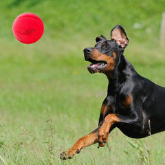 Pelota Nerf Dog para exterior, resistente al agua y al clima.