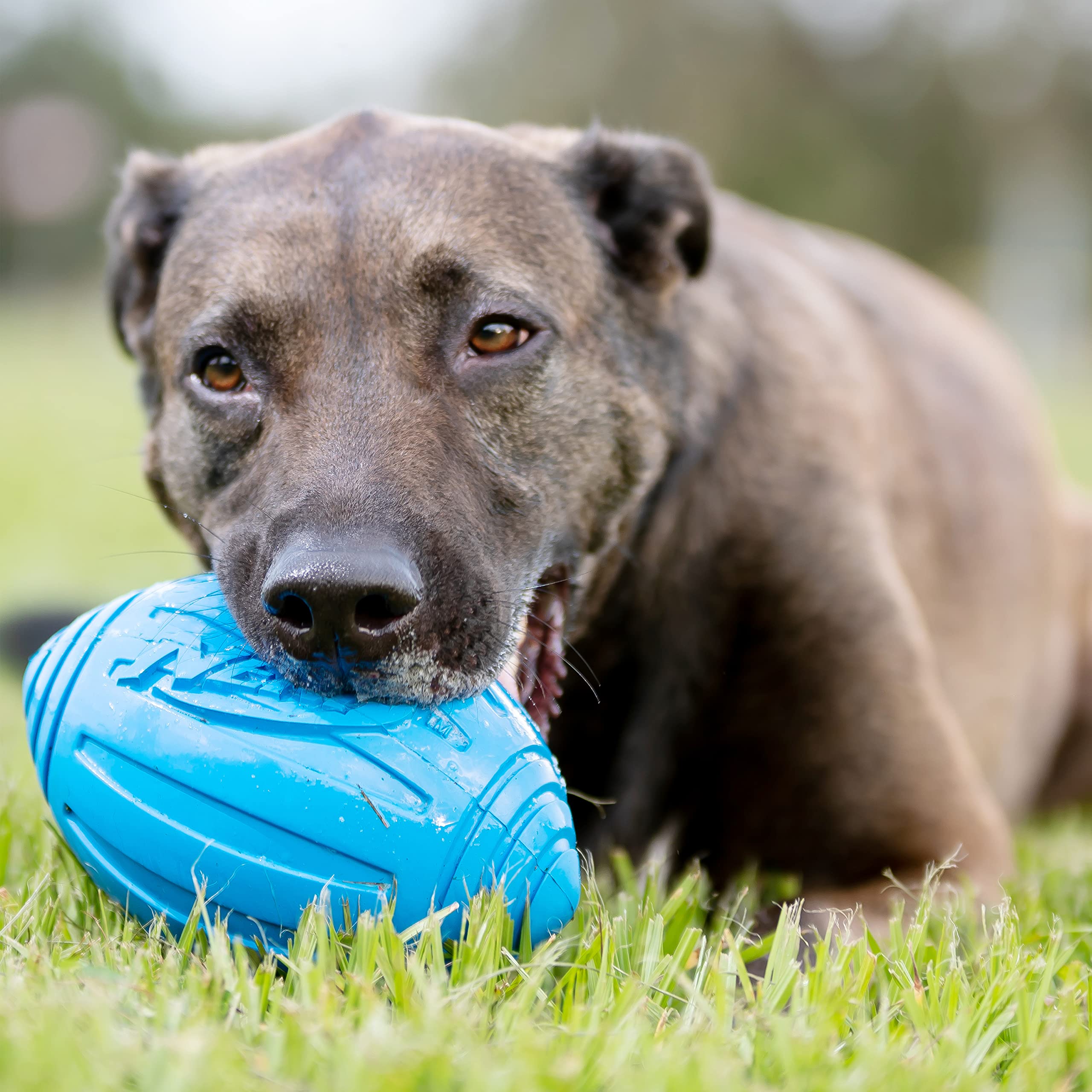 Nerf Dog Pelota Ridged Resistente al agua, lista para playa o jardín azul.