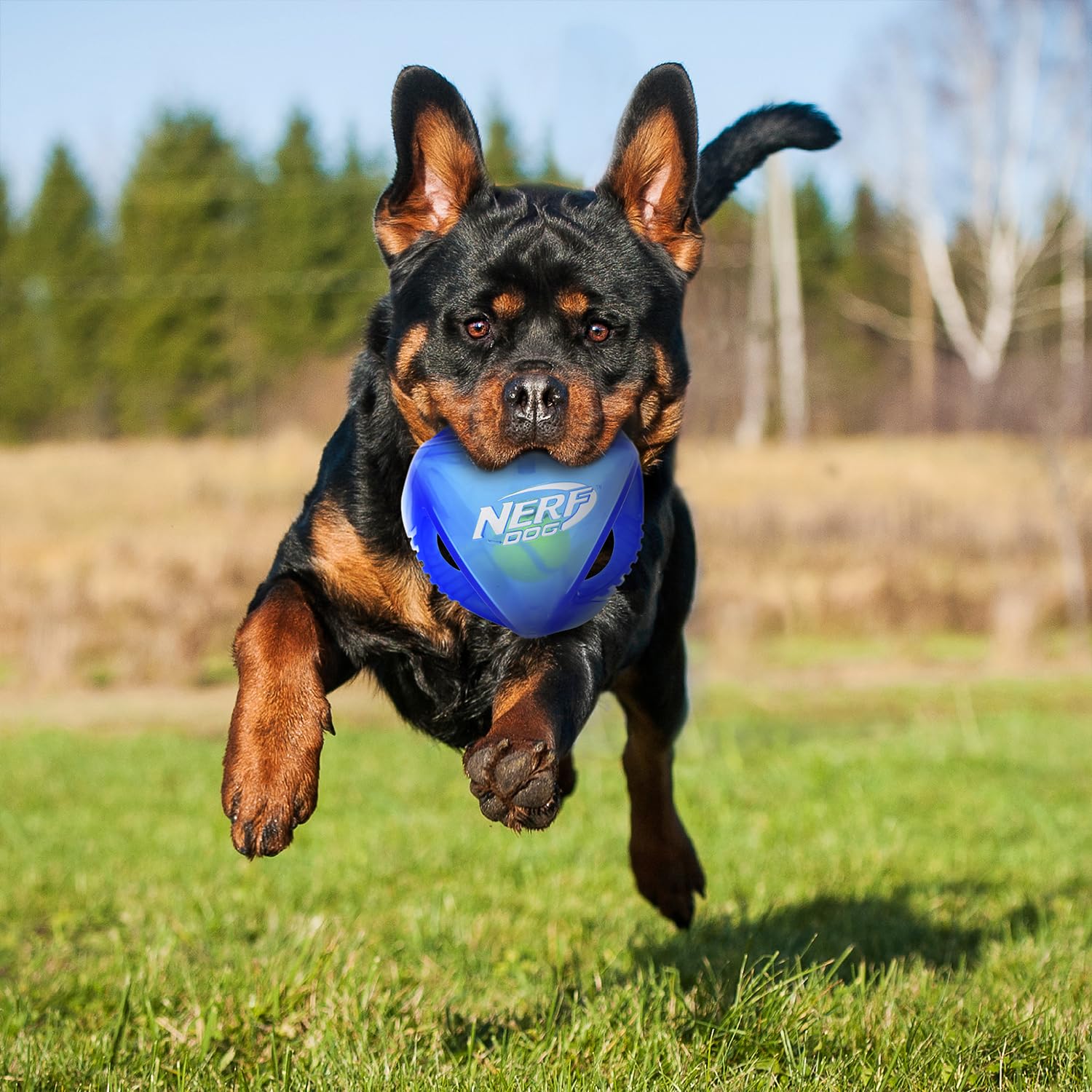 Nerf Dog Pelota suave y duradera para juego dentro de casa.