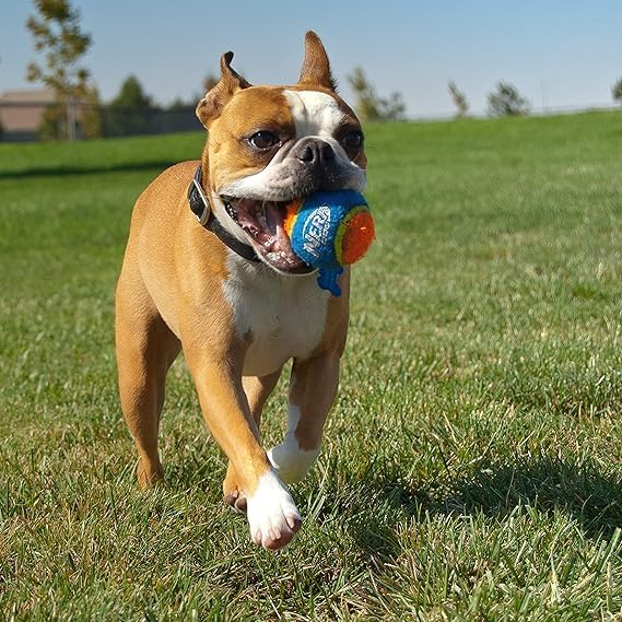 Set regalo Nerf Dog, paquete completo para diversión al aire libre