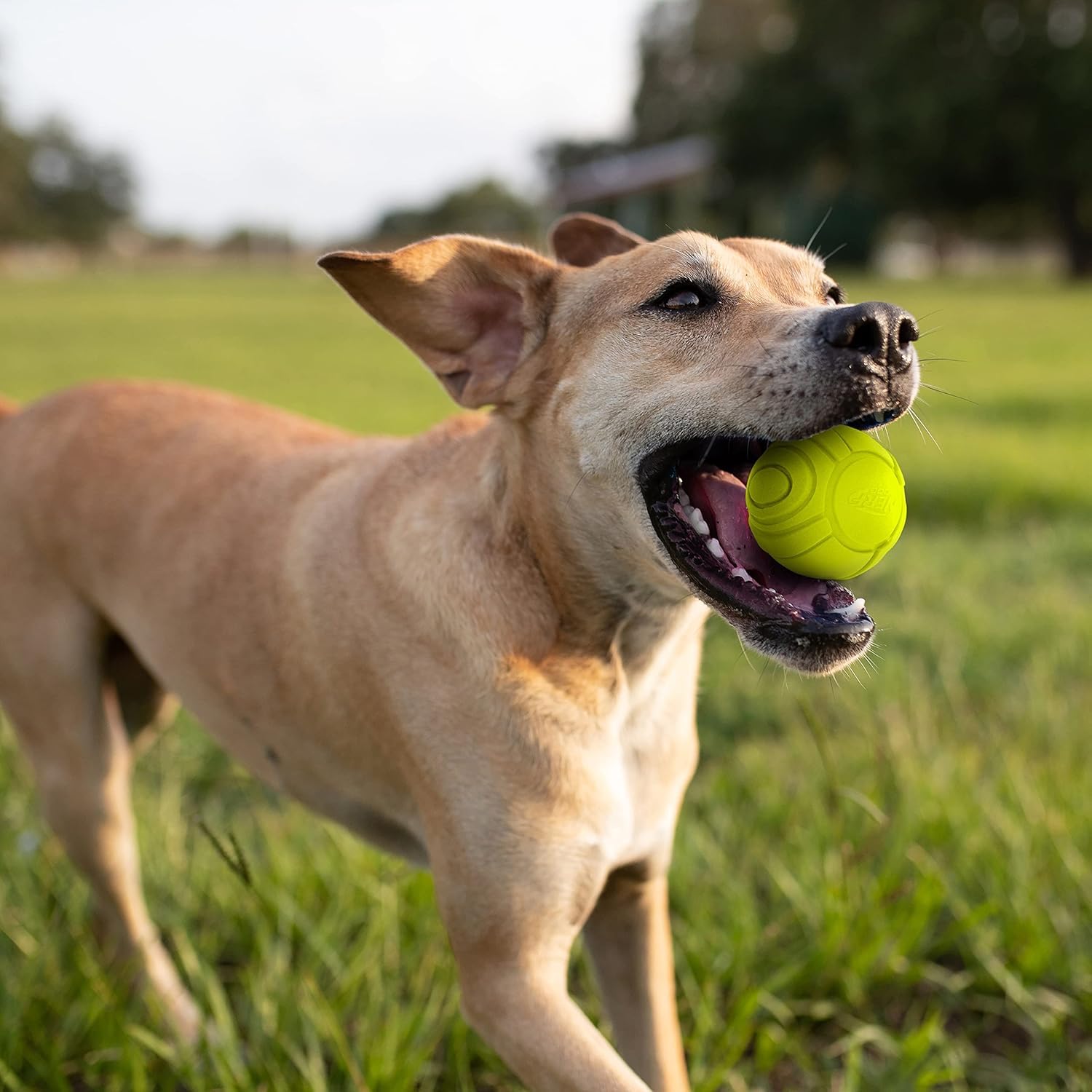Nerf Dog Sonic Ball de alta visibilidad para rastrear durante el juego
